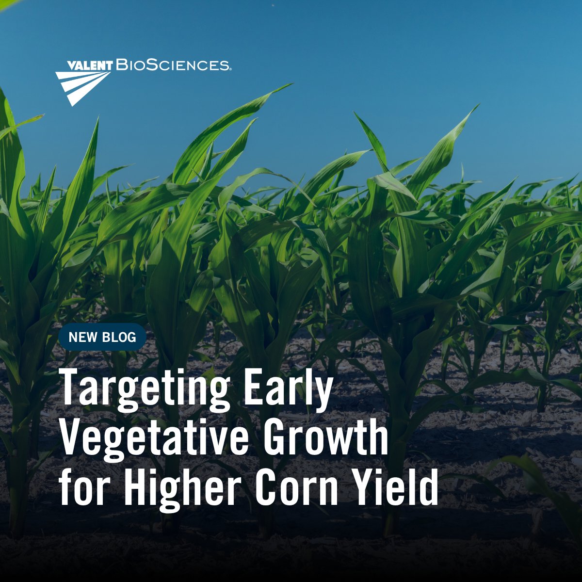 ValentBioStim tweet media