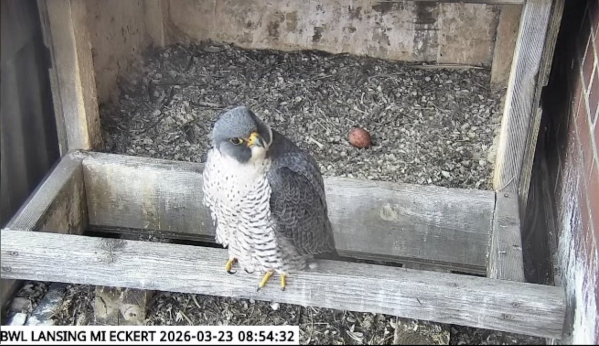 Lansing BWL tweet media