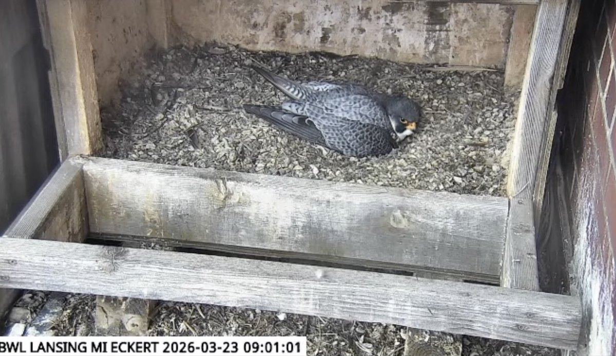 Lansing BWL tweet media