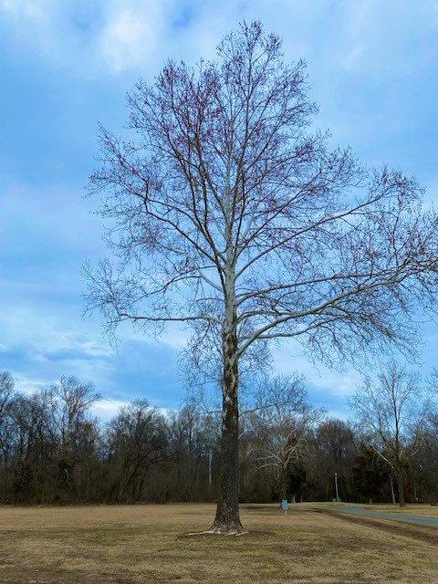 CoffeeLiciousLady tweet media