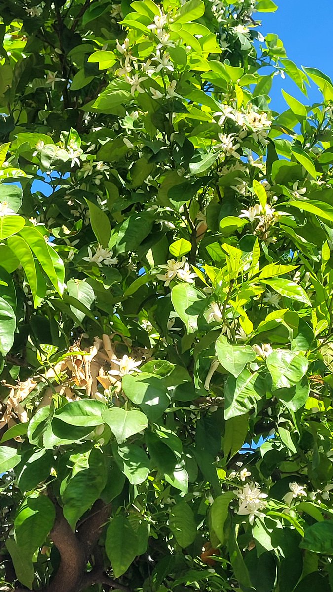 El Mono Vaquero tweet media