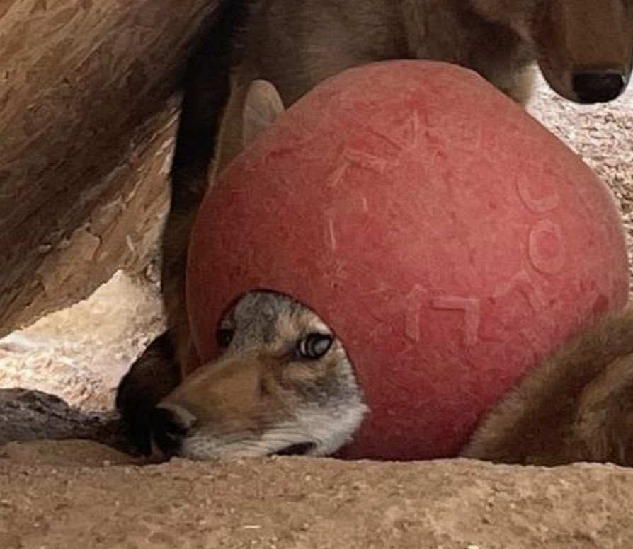 eigenyote tweet media