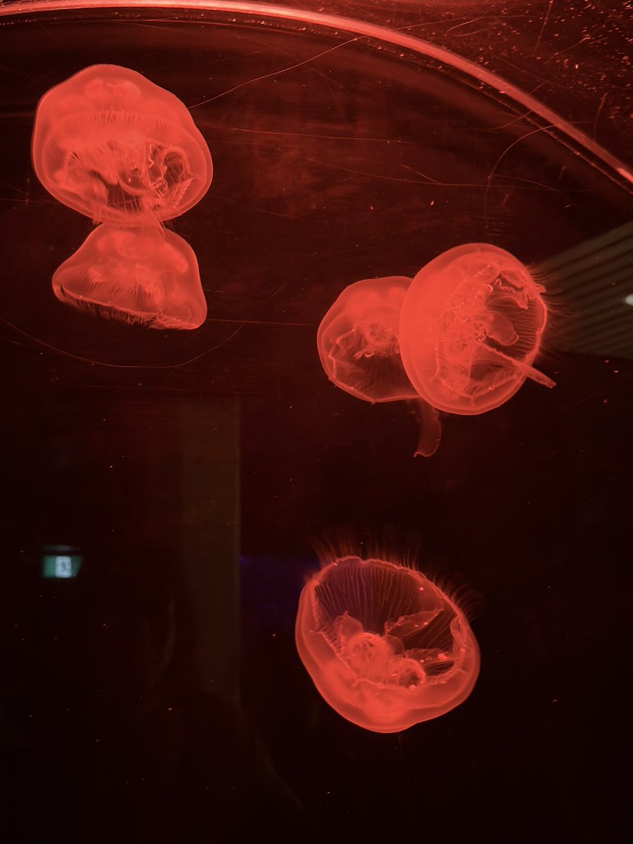 ritsu🦏☄️ tweet media