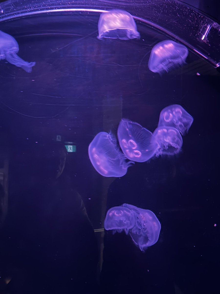 ritsu🦏☄️ tweet media