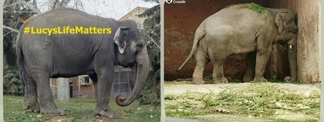 Shane Janisch 🇺🇦🐬🐳🐘 tweet media