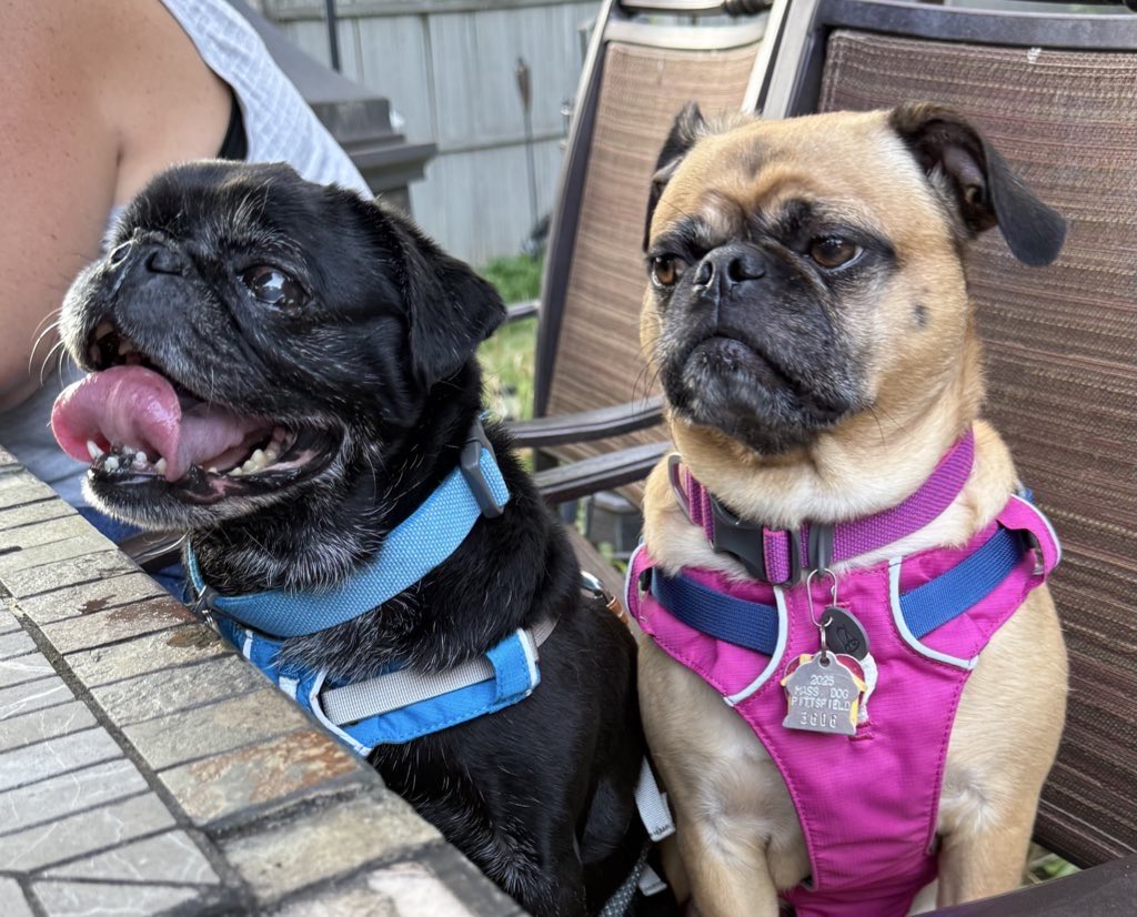 Bella🌈 Vader and Rio tweet media