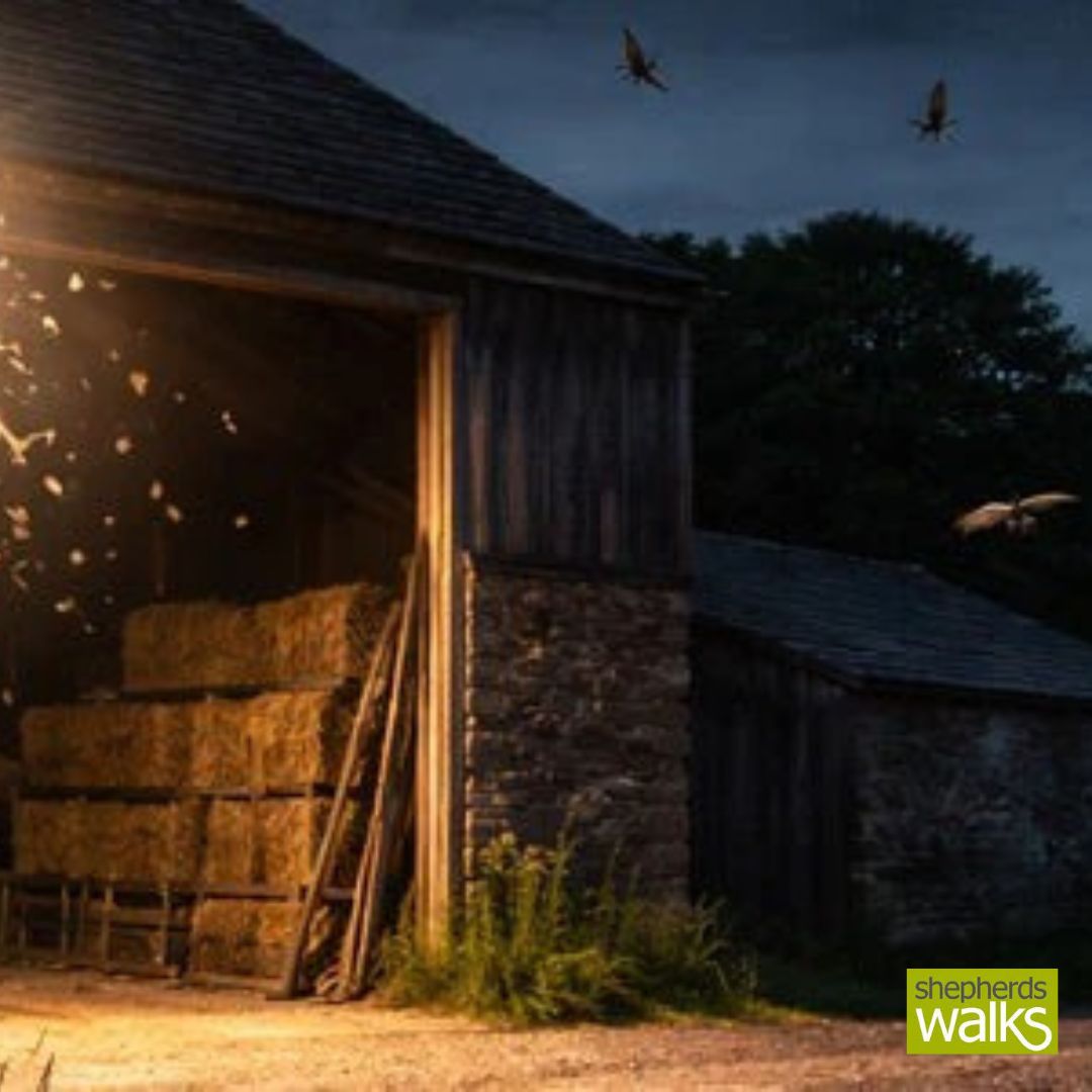 Jon, Shepherds Walks tweet media