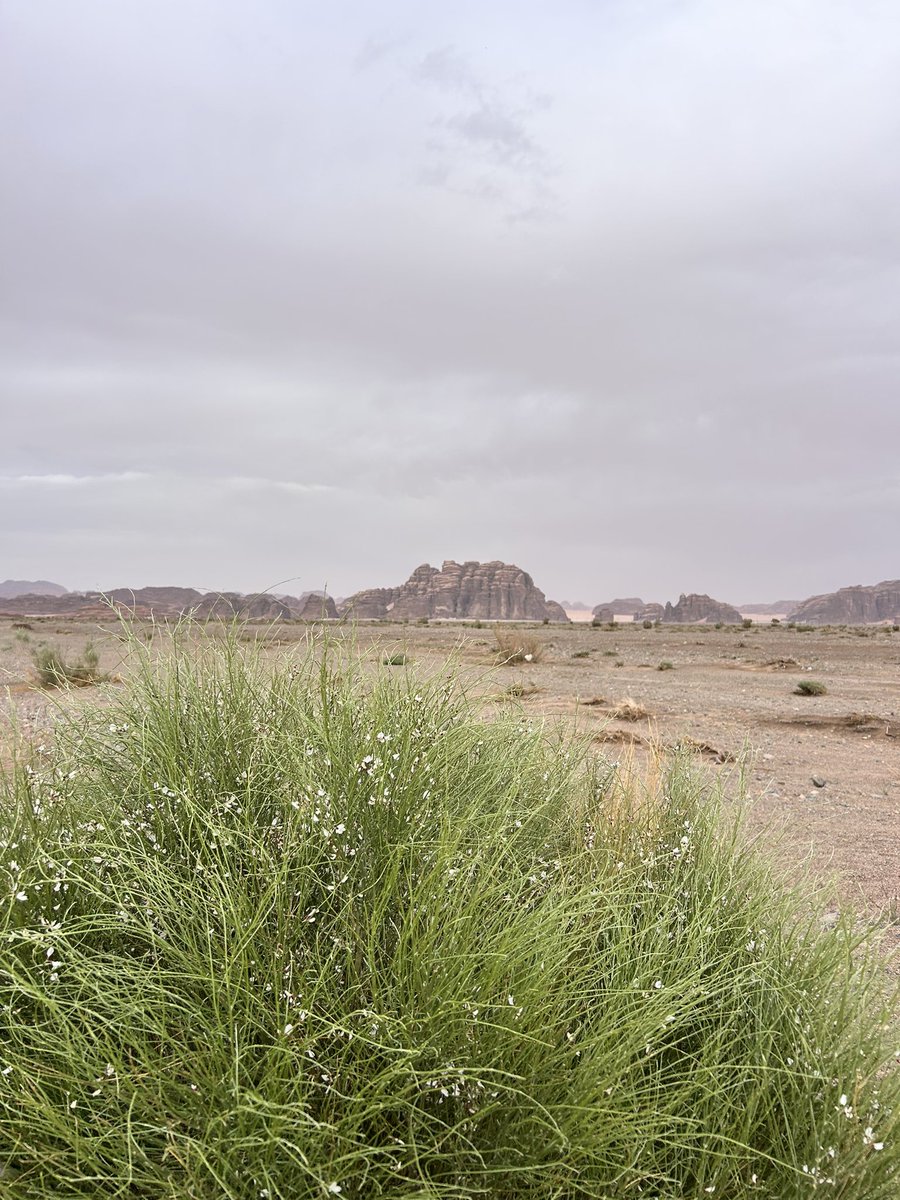 الأخ عبدالرحمن tweet media