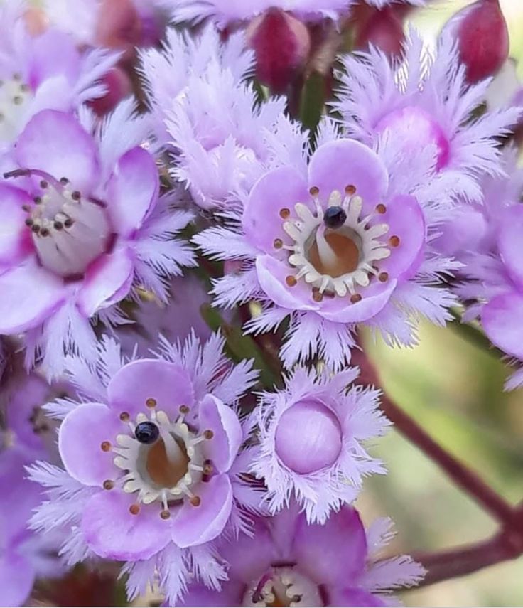 Naturepathway's tweet image. "To see a world in a grain of sand and a heaven in a wild flower." — William Blake #MacroNature #FloralDetails