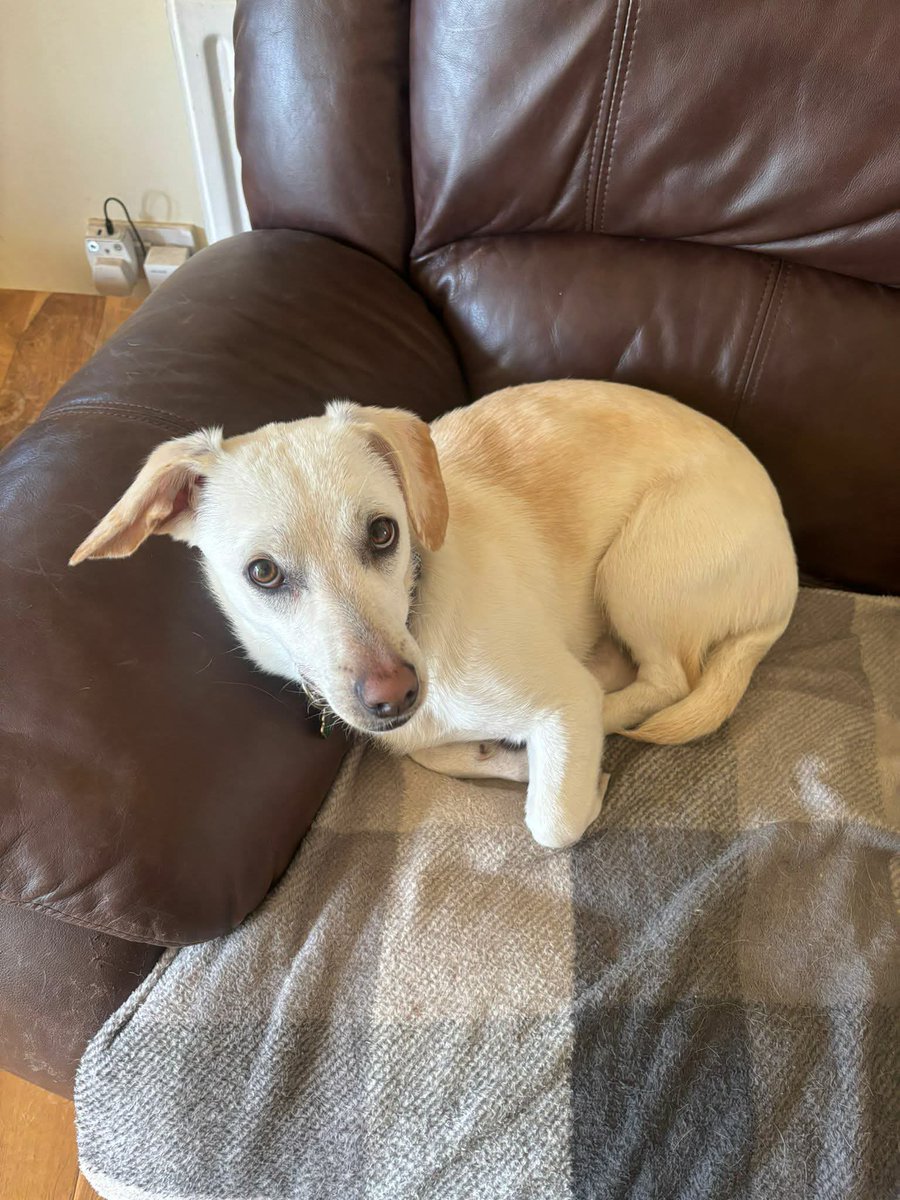 Rescue dogs for rehoming tweet media