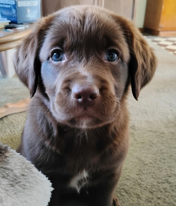 Dogmom 🇺🇲 🇩🇪 🚜 (Rugged Individualist) tweet media