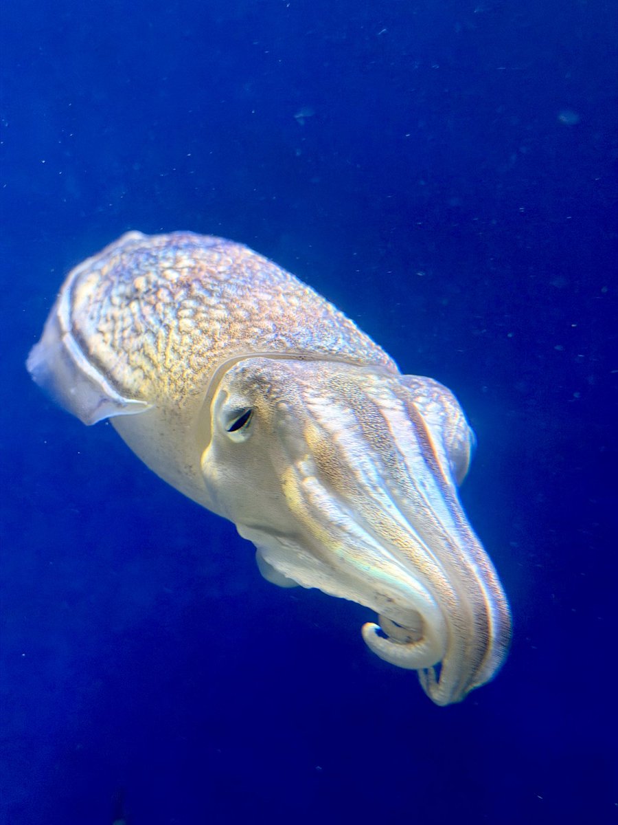 Eiriたん tweet media