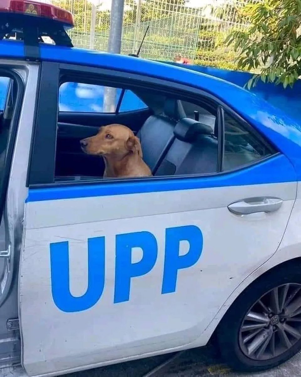 carmem ➔ 🐕 caramelosec.com tweet media