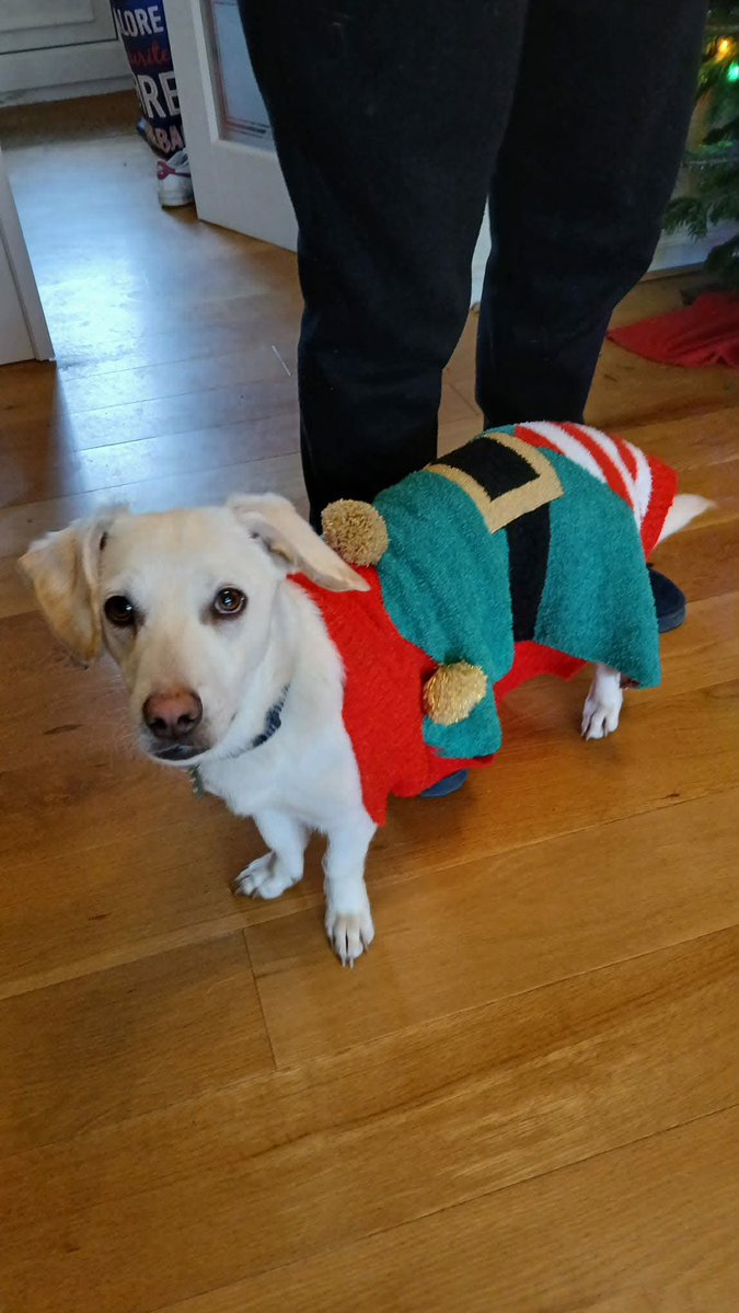 Rescue dogs for rehoming tweet media