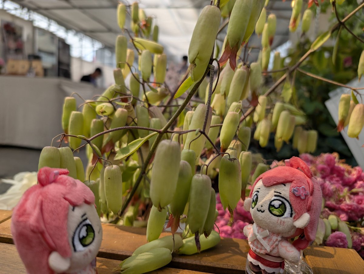 ちいみこぬいぐるみ tweet media