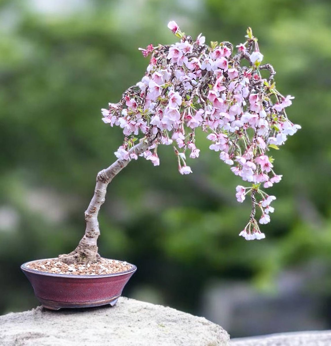 bonsaiempire's tweet image. Some of the most popular posts on the Social feed of our Bonsai Care App! In case you missed it, it is our free app for Bonsai enthusiasts - bonsaicare.app #bonsai