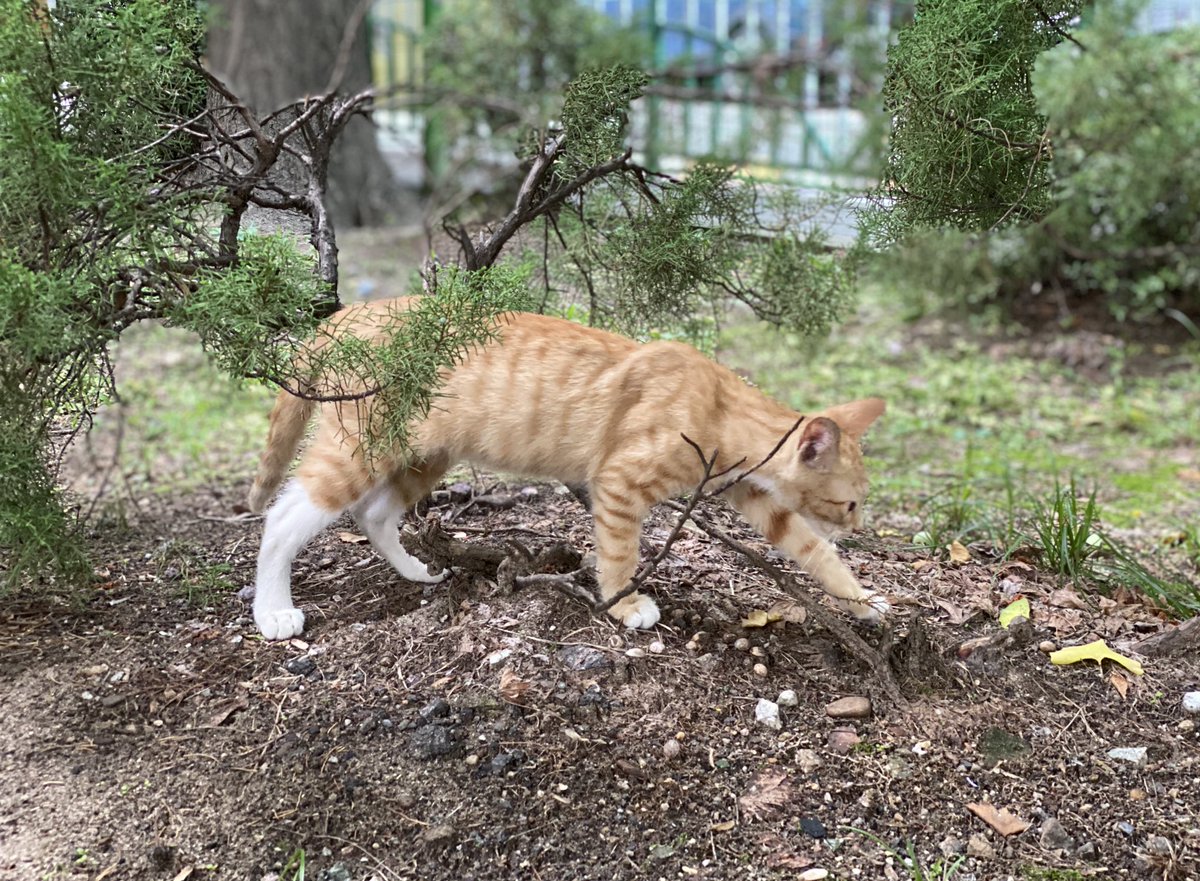 토란토미호프꿀벌네 tweet media