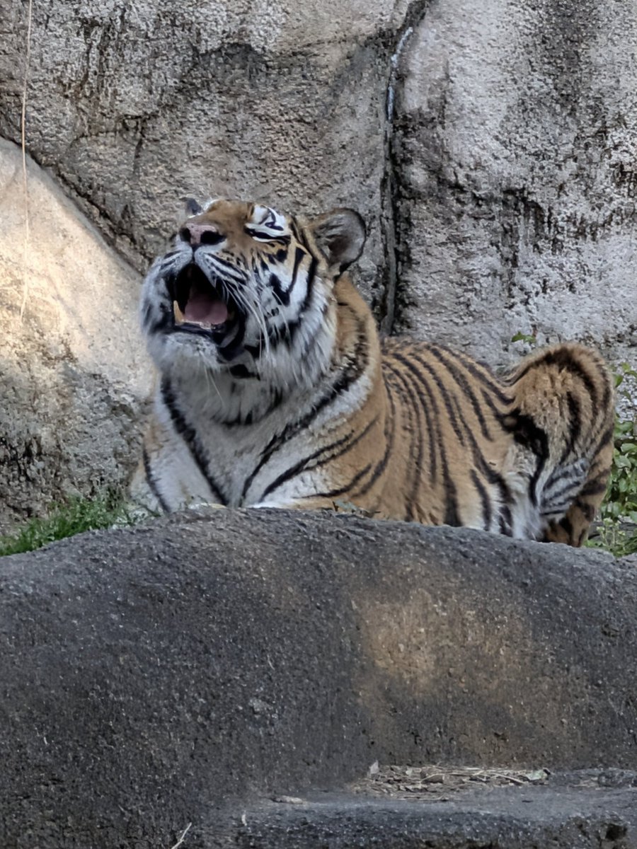 こむぎまる tweet media