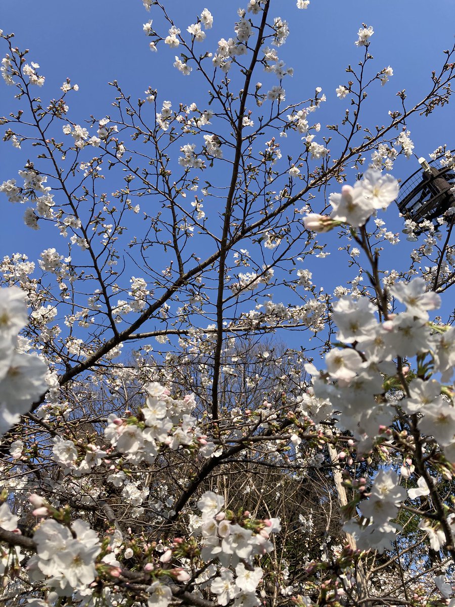 yayoing4's tweet photo. かわいい桜🌸
2026.3.21 

#上野公園
#さくらまつり
#桜 https://t.co/FnklMdip5o