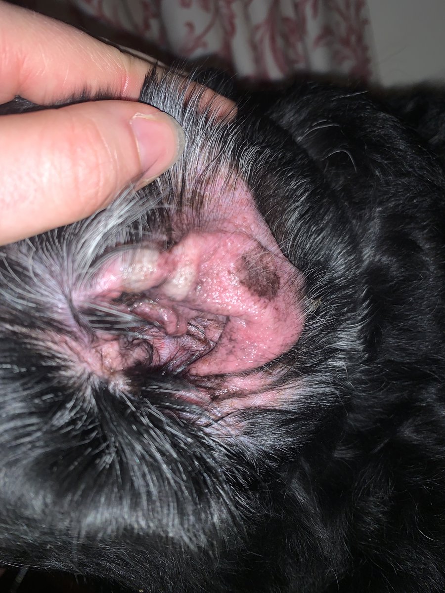 Companion Animal Health tweet media