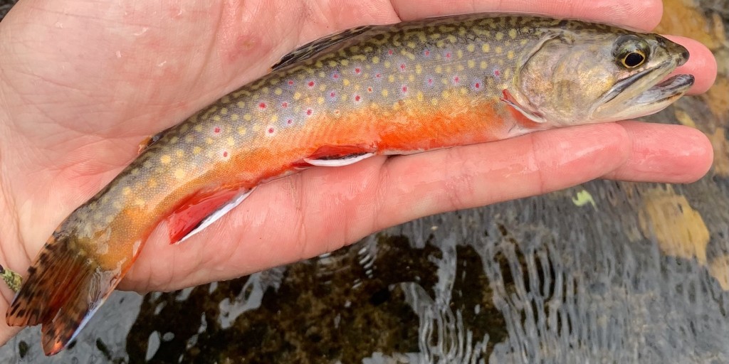 U.S. Fish and Wildlife Service tweet media