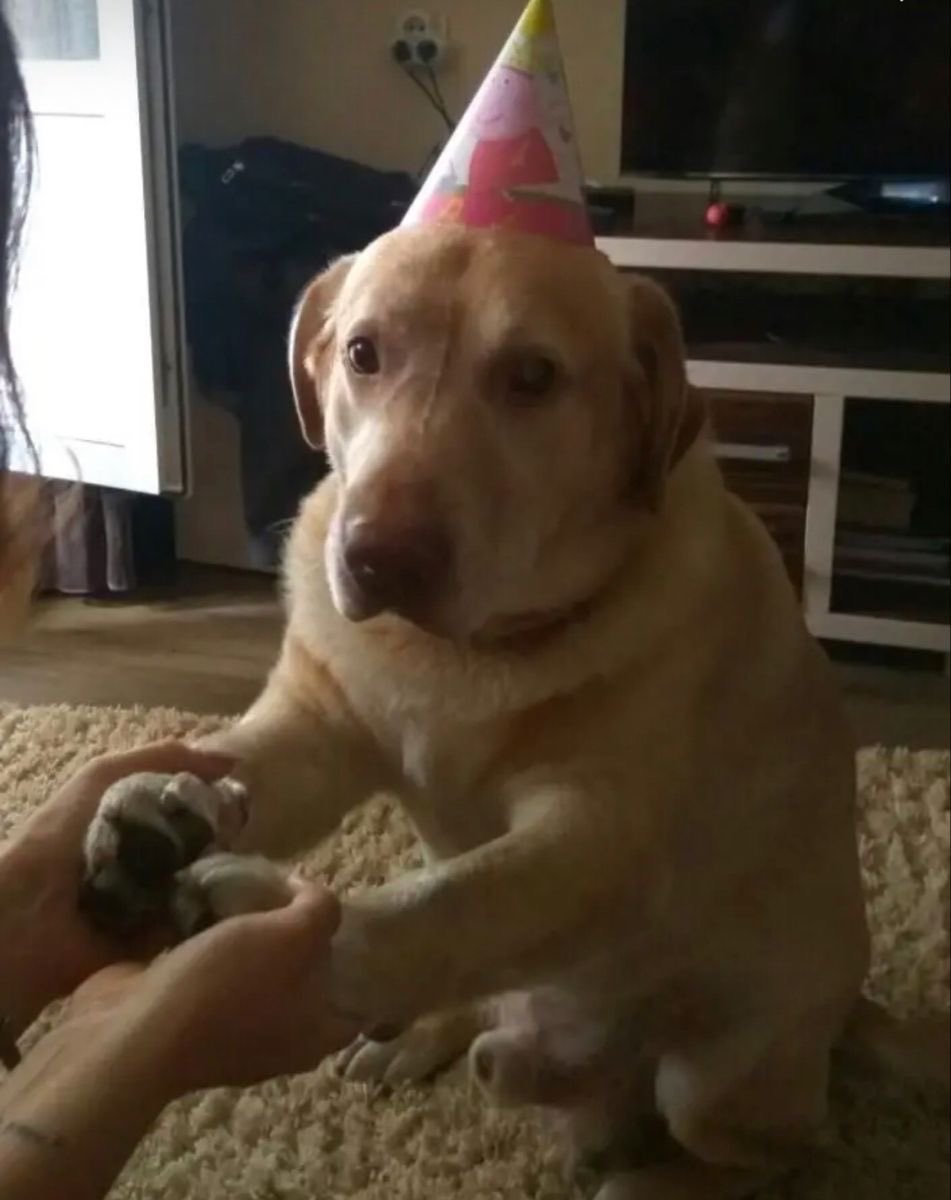 cachorro tweet media