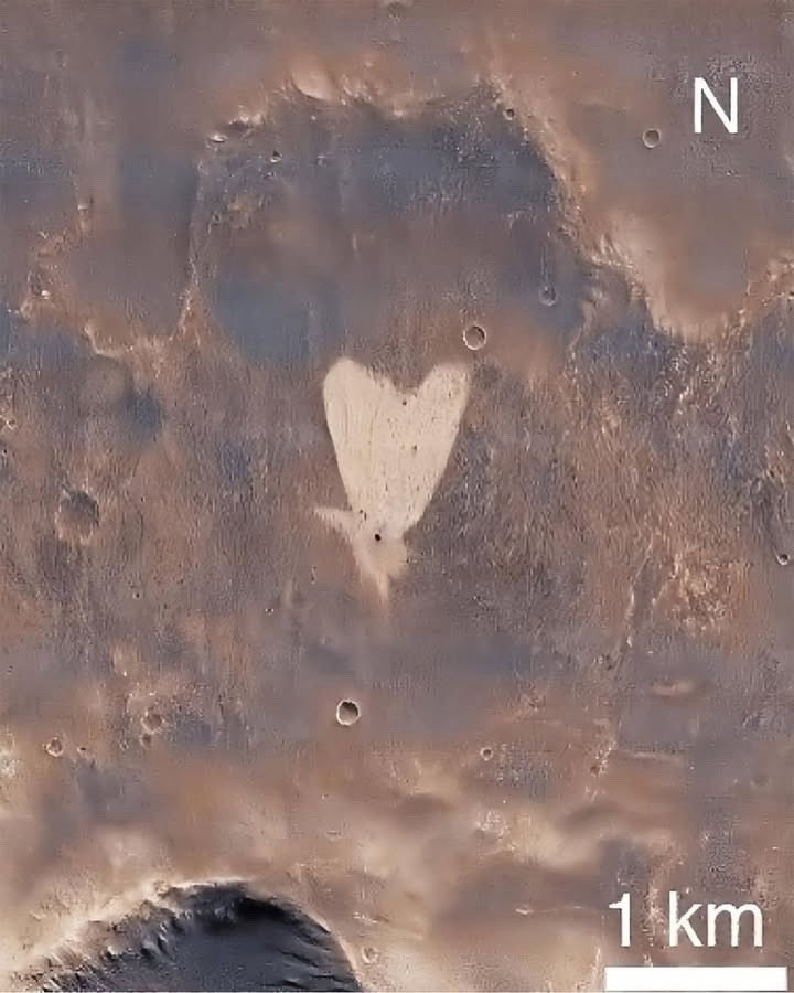 Joel Colmenares. tweet media