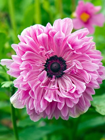 ^livewireLois tweet media