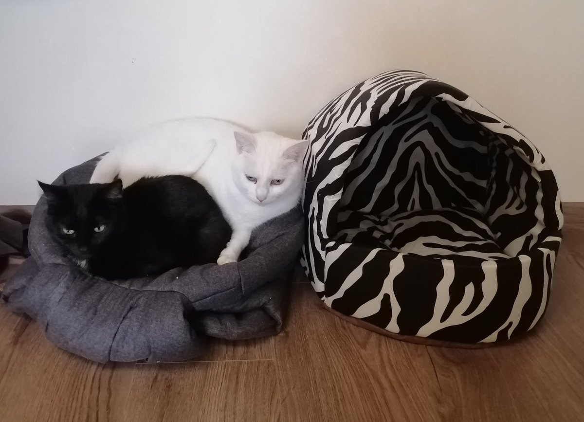 Варкоцік 🎀 tweet media