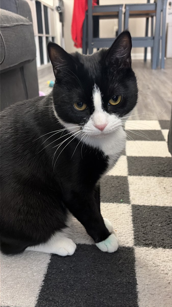 mae .｡.:* 𐂂 tweet media