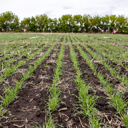 Crop Science Canada tweet media