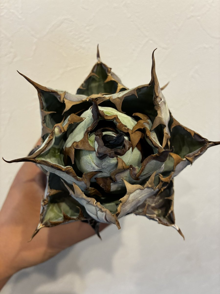 純血にして熱血のアガベラバー ハイドロ・ベアルートメリクロン・オンザゼオライト tweet media