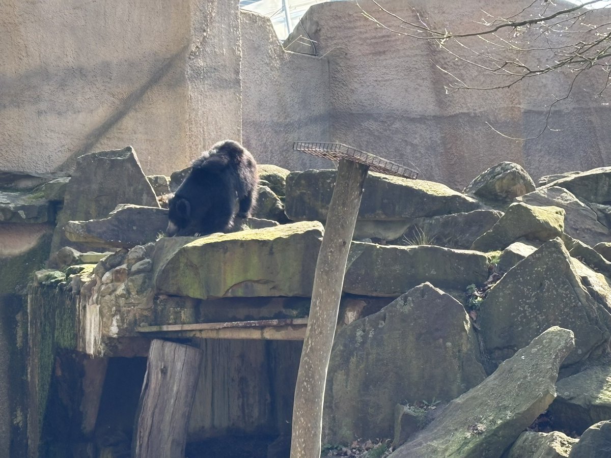 Dinos, Tortoise, Duffy & more 📯 🐻🦕🐢 🇪🇺🇳🇿 tweet media