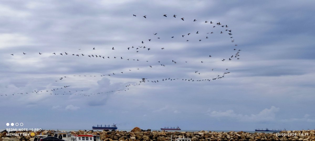 Mehmet30 tweet media