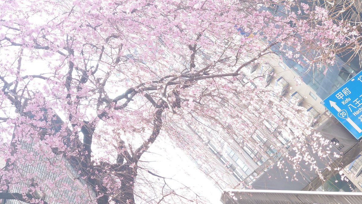 双葉🍀🌱🌿 tweet media