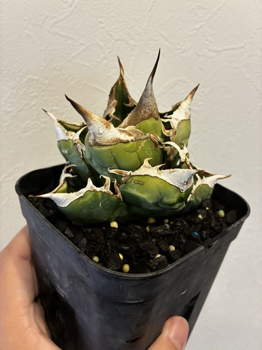 純血にして熱血のアガベラバー ハイドロ・ベアルートメリクロン・オンザゼオライト tweet media