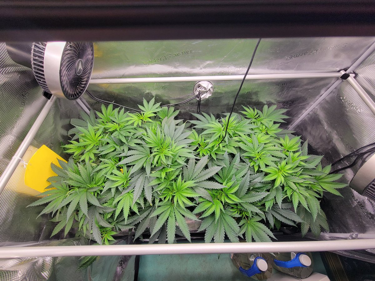 Trent'sGotAGarden tweet media