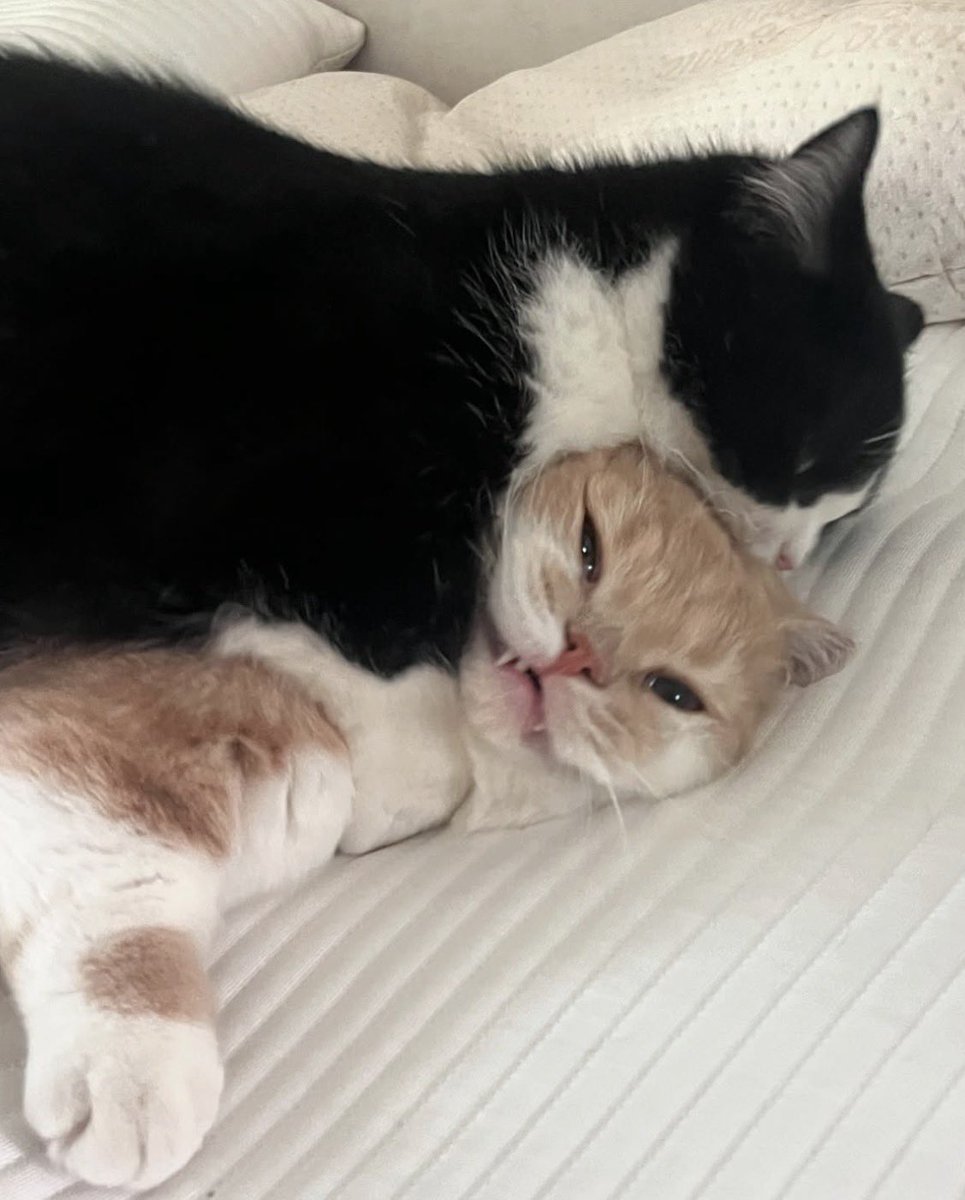 미스터게이베이비^ ̳. ̫ . ̳^ಣ tweet media