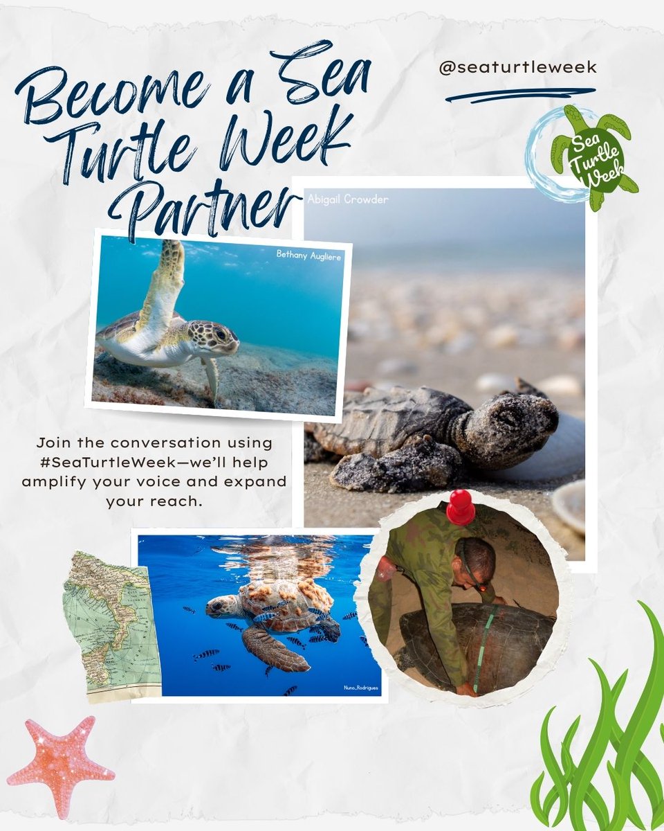 seaturtleweek tweet media
