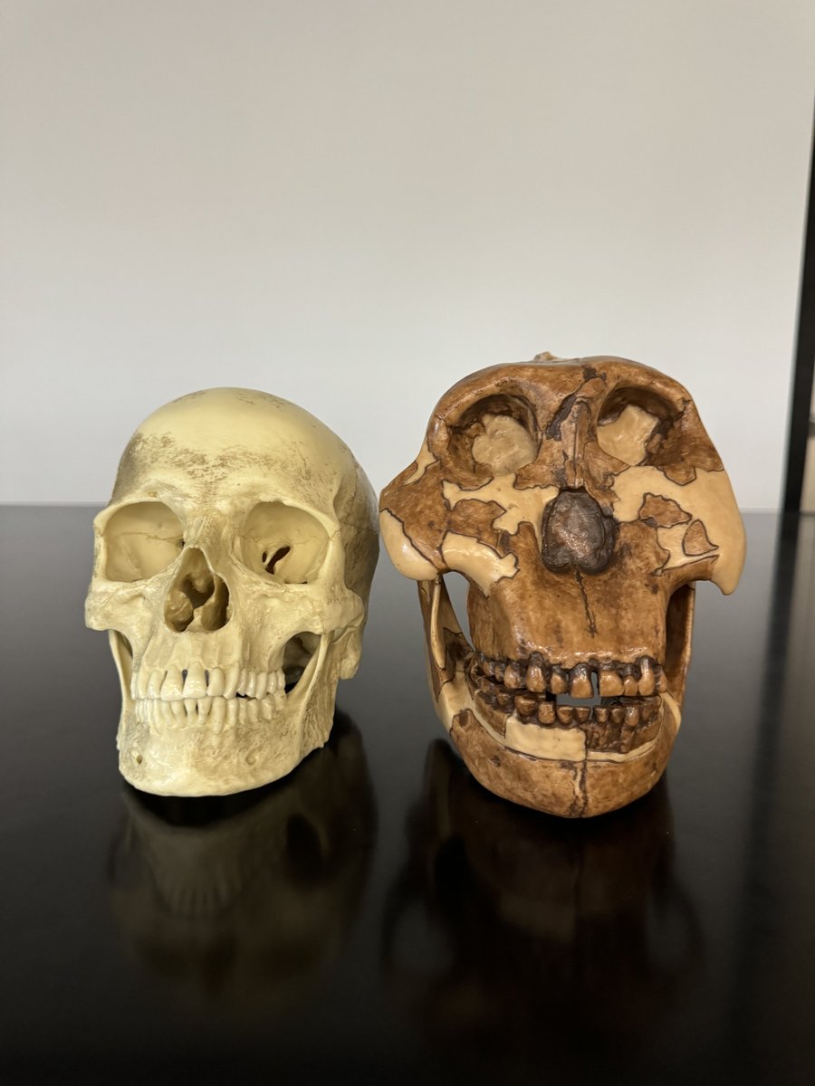 Gutsick Gibbon tweet media