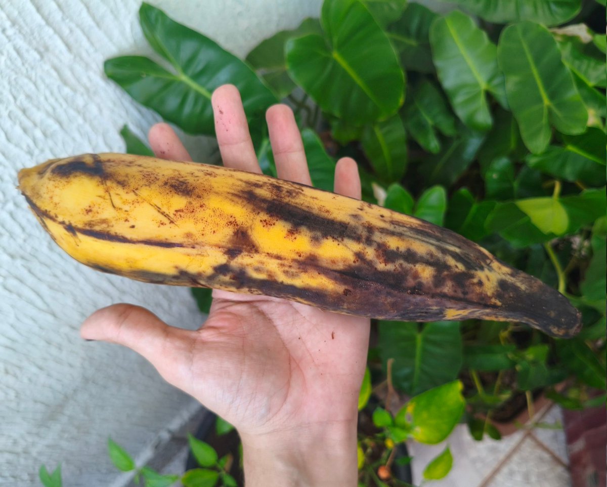 yams (๑-﹏-๑) tweet media