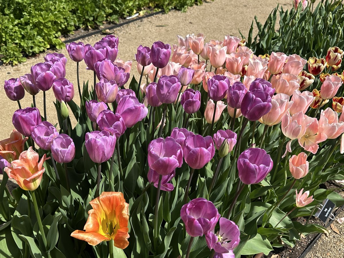 Ricky 🫑🍵 tweet media