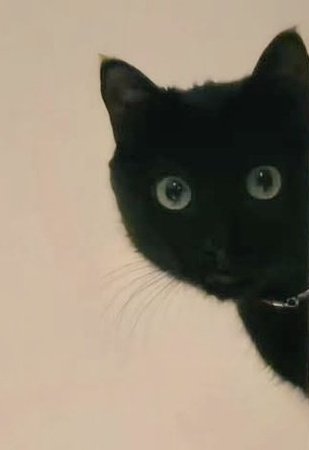 kitty tweet media