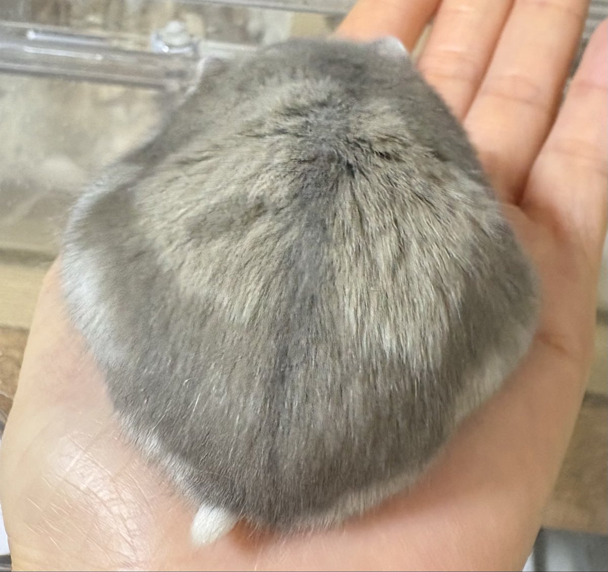 ほしまる⭐️ tweet media