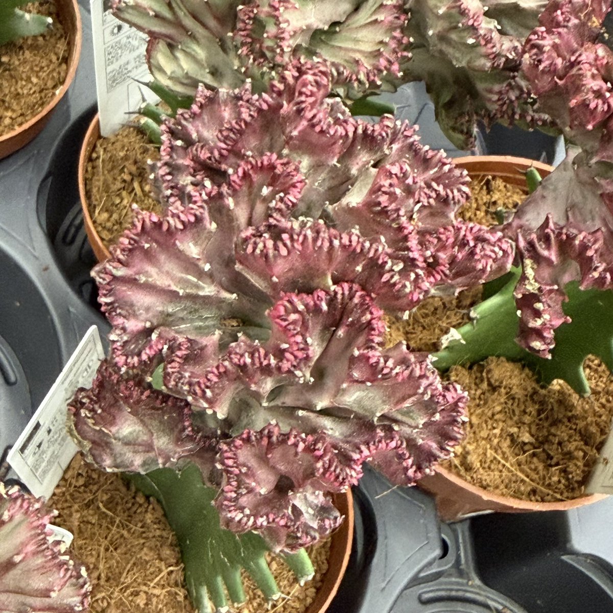 Ramazan Bulut tweet media