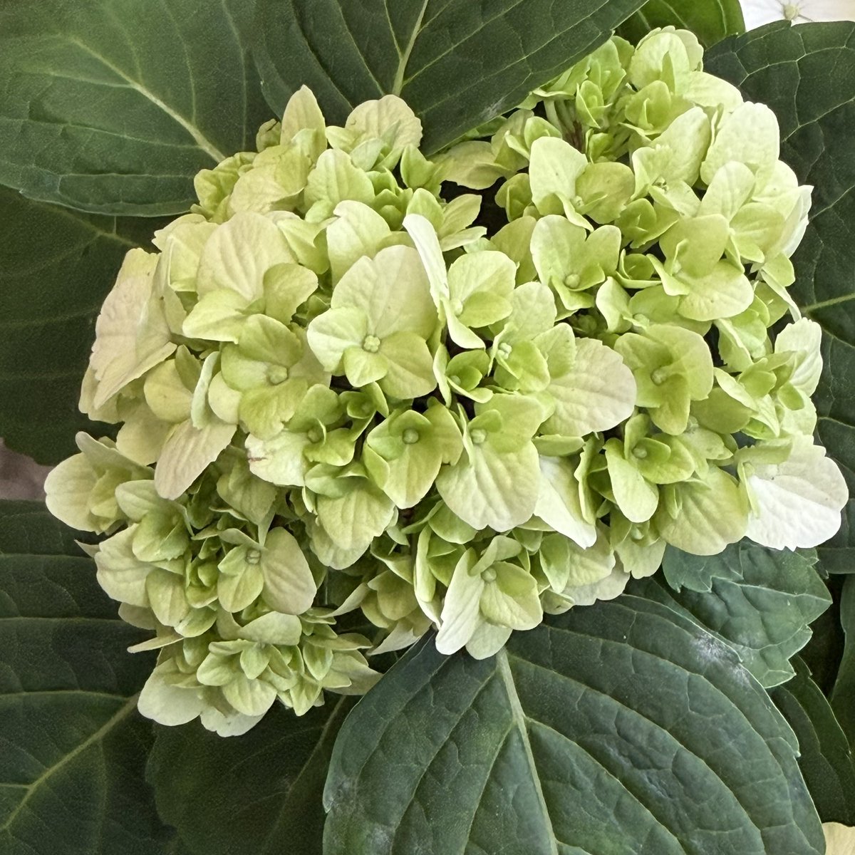 Ramazan Bulut tweet media