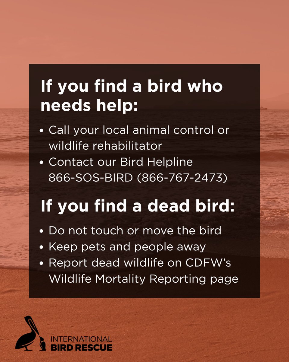 International Bird Rescue tweet media