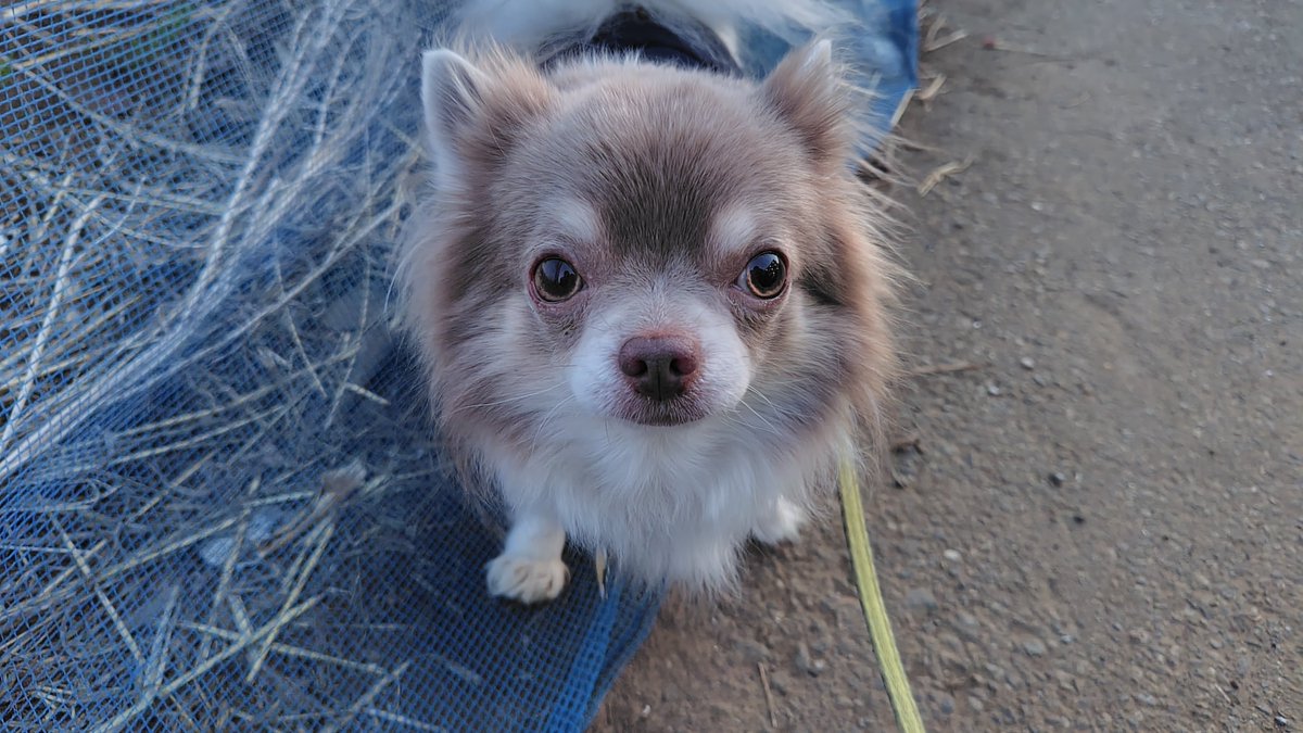 岬（みっくん）🐶 tweet media