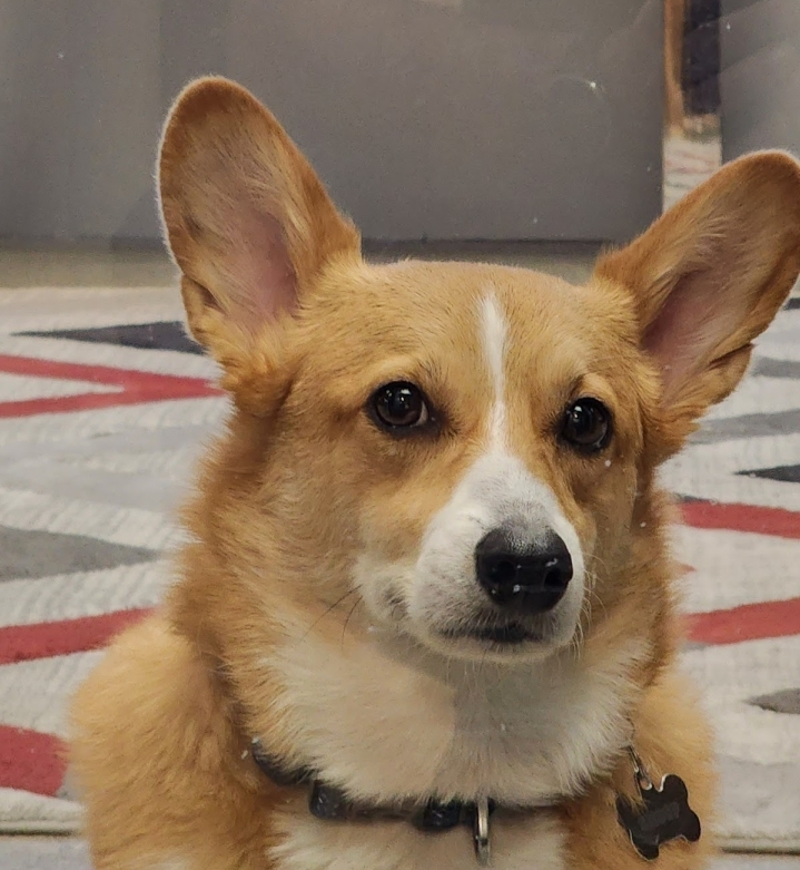 Windscribe tweet media