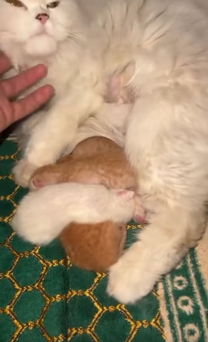 والله مادري tweet media